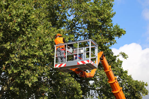 Best Weed Control  in Montrose, NY