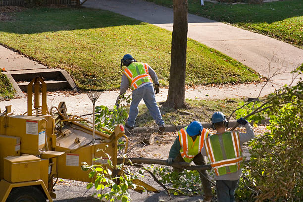 Best Tree Preservation Services  in Montrose, NY