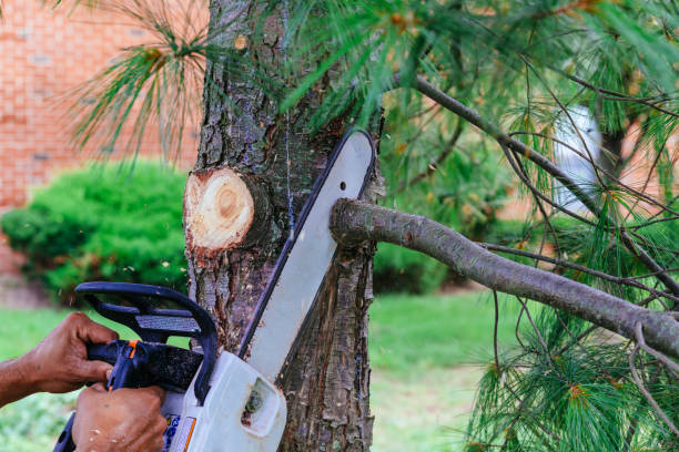 Best Palm Tree Trimming  in Montrose, NY